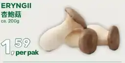 Amazing Oriëntal ERYNGII aanbieding