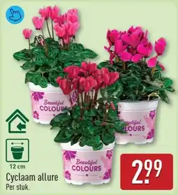 ALDI Cyclaam allure aanbieding