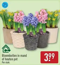 ALDI Bloembollen in mand of houten pot aanbieding