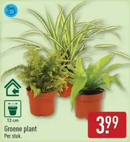 ALDI Groene plant aanbieding