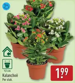 ALDI Kalanchoë aanbieding