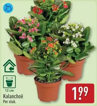 ALDI Kalanchoë aanbieding