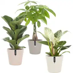 Albert Heijn AH Groene plant in pot aanbieding