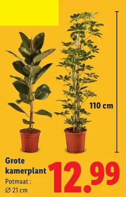 Lidl Grote kamerplant aanbieding