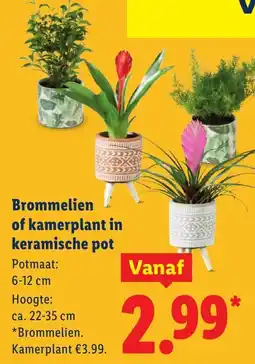 Lidl Brommelien of kamerplant in keramische pot aanbieding
