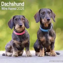 Intratuin Plenty Gifts kalender dachshund 2026 30 x 30 cm aanbieding