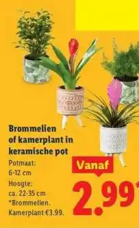 Lidl Brommelien of kamerplant in keramische pot aanbieding