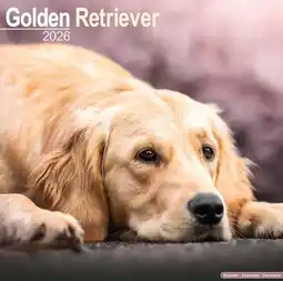 Intratuin Plenty Gifts kalender golden retrievers 2026 30 x 30 cm aanbieding