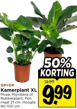 Vomar Voordeelmarkt Kamerplant XL aanbieding