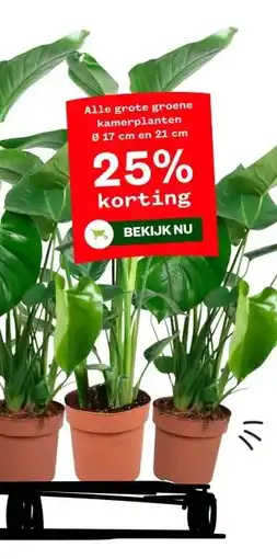 Welkoop Alle grote groene kamerplanten aanbieding