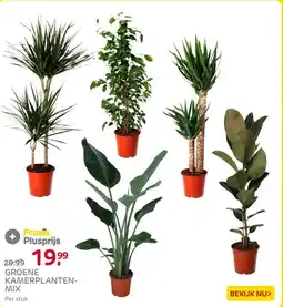 Praxis Groene kamerplanten mix ⌀24cm ↕120cm aanbieding