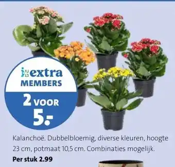 Kalanchoë. Dubbelbloemig