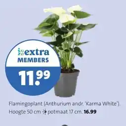 Intratuin Flamingoplant (Anthurium andr. 'Karma White') aanbieding