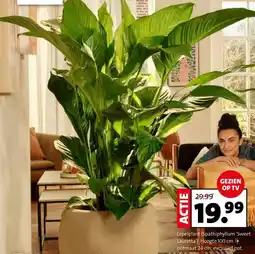Intratuin Lepelplant (Spathiphyllum 'Sweet Lauretta') aanbieding
