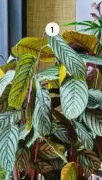 Intratuin Calathea (Ctenanthe oppenheimiana). aanbieding