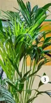 Intratuin Kentiapalm (Howea forsteriana) aanbieding