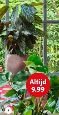 Intratuin Gatenplant (Monstera deliciosa) aanbieding