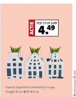 Intratuin Hyacint (Hyacinthus orientalis) in huisje aanbieding