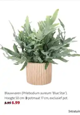 Intratuin Blauwvaren (Phlebodium aureum 'Blue Star') aanbieding