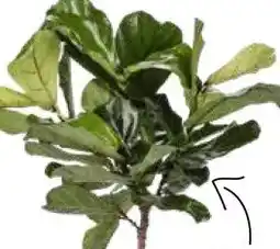 Intratuin Vioolbladplant (Ficus lyrata) aanbieding