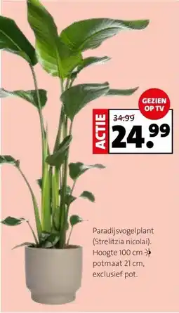 Intratuin Paradijsvogelplant (Strelitzia nicolai) aanbieding