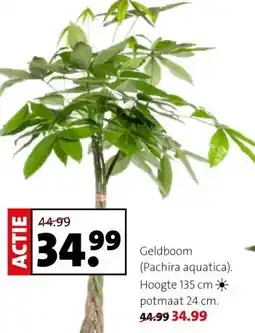 Intratuin Geldboom (Pachira aquatica) aanbieding