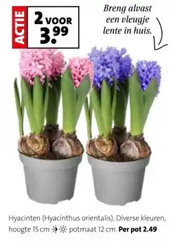 Intratuin Hyacinten (Hyacinthus orientalis) aanbieding
