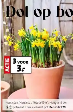 Intratuin Narcissen (Narcissus 'Tête-à-Tête') aanbieding