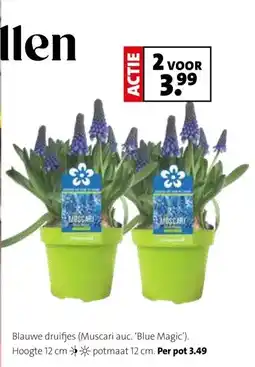 Intratuin Blauwe druifjes (Muscari auc. 'Blue Magic') aanbieding