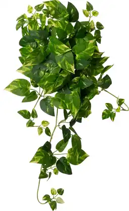 Intratuin Intratuin kunsthangplant Drakenklimop geelbont 10 x 22 x 60 cm aanbieding