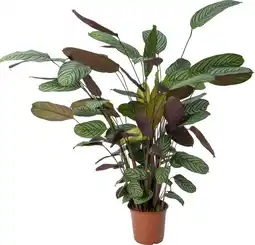 Intratuin Ctenanthe (Ctenanthe oppenheimiana) D 24 H 130 cm aanbieding