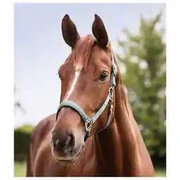 Pets Place Waldhausen Perlon Halster Satin - Paardenhalster - Zilverblauw Pony aanbieding