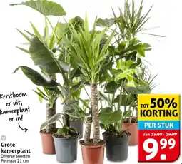 Hoogvliet Grote kamerplant aanbieding