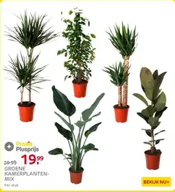 Praxis Groene Kamerplantenmix aanbieding