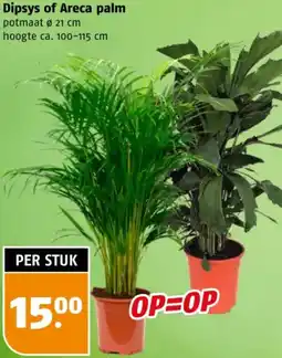 Poiesz Dipsys of Areca palm aanbieding