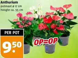 Poiesz Anthurium aanbieding