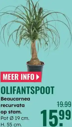 GroenRijk Olifantspoot aanbieding