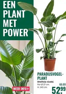 GroenRijk Paradijsvogel- plant aanbieding