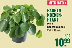 GroenRijk Pannen- koeken- plant aanbieding