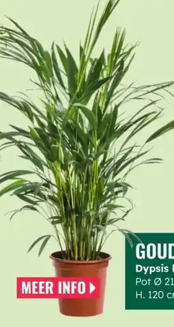 GroenRijk Goudpalm aanbieding