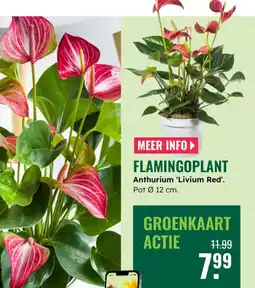 GroenRijk Flamingoplant aanbieding