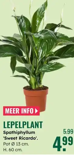 GroenRijk Lepelplant aanbieding