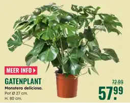 GroenRijk Gatenplant aanbieding