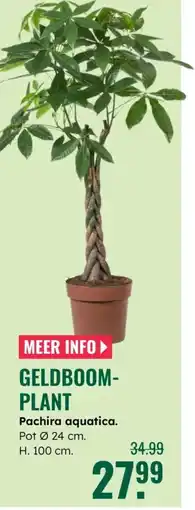 GroenRijk Geldboom- plant aanbieding