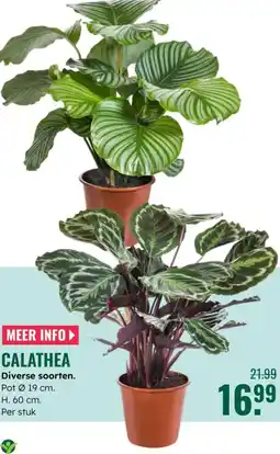 GroenRijk Calathea aanbieding