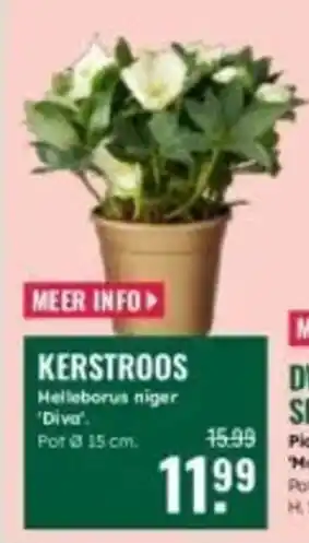 GroenRijk Kerstroos aanbieding
