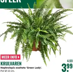 GroenRijk Krulvaren aanbieding