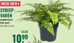 GroenRijk Streep- Varen aanbieding