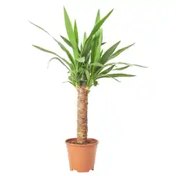 IKEA Yucca in pot met groene bladeren aanbieding