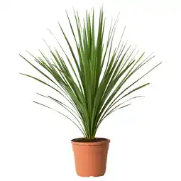 IKEA Bruine potige cordyline aanbieding